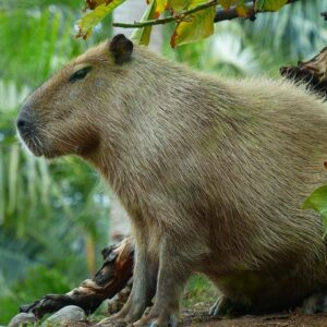 es-legal-tener-un-capibara-en-espana
