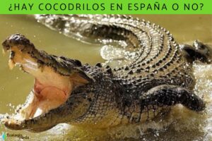 es-legal-tener-un-cocodrilo-en-espana