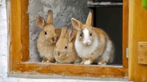 ¿Es Legal Tener un Conejo? es-legal-tener-un-conejo