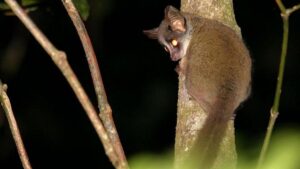 es-legal-tener-un-galago-en-espana