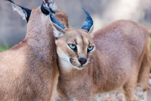 es-legal-tener-un-gato-caracal-en-espana