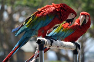 es-legal-tener-un-guacamayo-en-espana