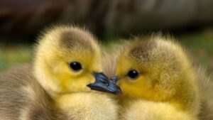 ¿Es Legal Tener un Pato de Mascota en España? es-legal-tener-un-pato-de-mascota-en-espana