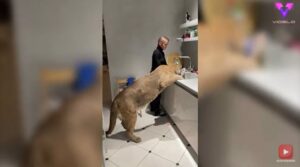 es-legal-tener-un-puma-en-espana
