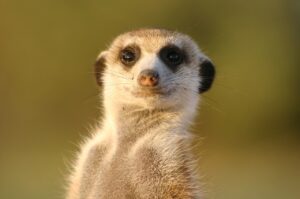 es-legal-tener-un-suricata-en-espana