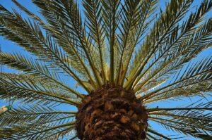 es-legal-cortar-una-palmera
