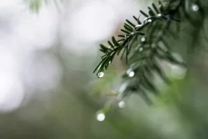 es-legal-recoger-agua-de-lluvia-en-espana