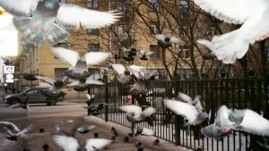 es-legal-tener-palomas-en-casa