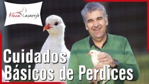 es-legal-tener-perdices-en-casa